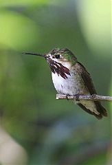 Calliope Hummingbird